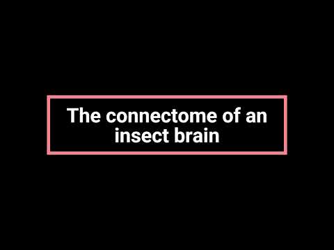 The connectome of an insect brain | English Listening Practice