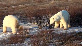 preview picture of video 'Polar Bears Sparring in Churchill 2010'