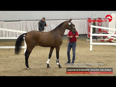 Hengst v. Quasimodo van de Molendreef -  Quinta Real - Balou du Rouet