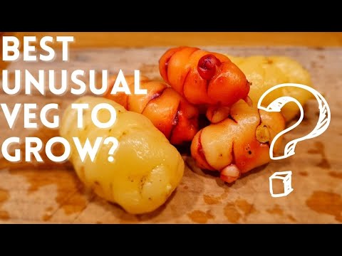OCA - New Zealand Yam Harvest - Great Unusual Vegetable