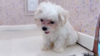 ハーフ犬の動画01