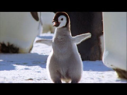 Penguin - Animals Town