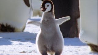 Download lagu Cool Cute Chicks! | Amazing Animal Babies: Emperor Penguin Chicks (Ep 5) | Earth Unplugged mp3
