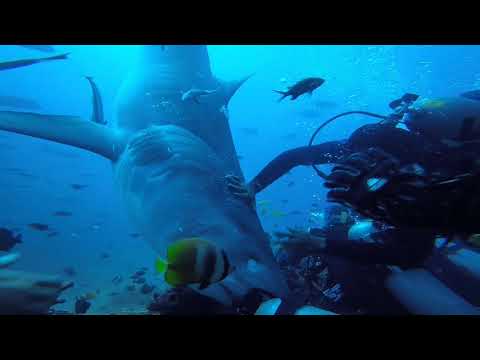 FIJI Tiger Shark Attack 2019 angle 3 斐济潜水被虎鲨攻击 角度3