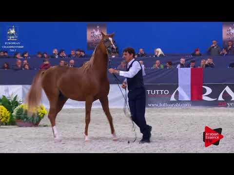 N.199 MUNIR ALADEYAT - Verona 2017 - 4-6 Years Old Stallions (Class 10)