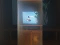 Opening And Closing To Here Comes Peter Cottontail 1996 Vhs