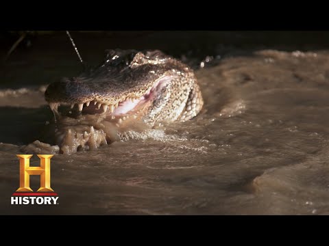 沼澤人GATOR BITE CLOSE CALL (Season 11) | 歷史沿革 (Swamp People: GATOR BITE CLOSE CALL (Season 11) | History)