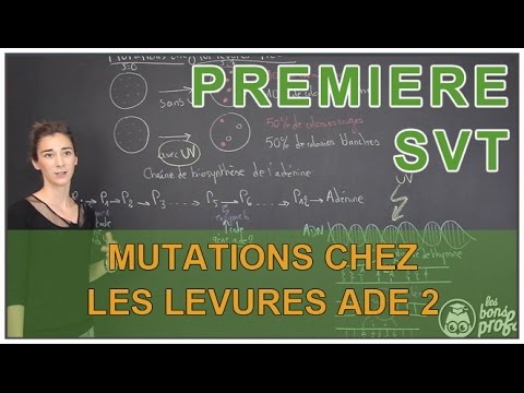 Mutations chez les levures Ade 2