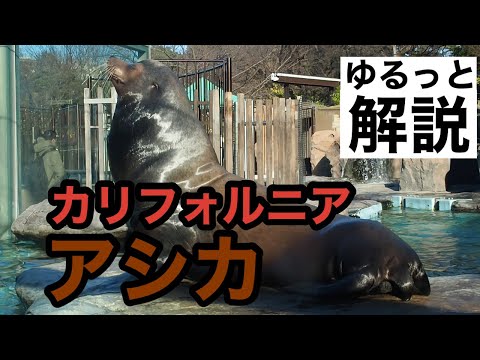 オーストラリアアシカ (Neophoca cinerea)