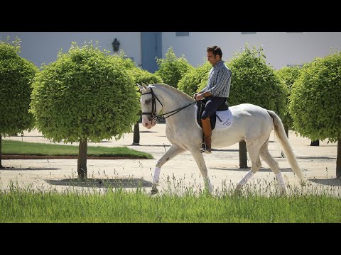 Horse  for Sale I Piro Free Lusitano mare ideal for amateur rider (REF#384)