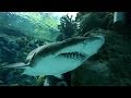 Eric Hovland-Doritos/XBox One Feeding Frenzy commercial