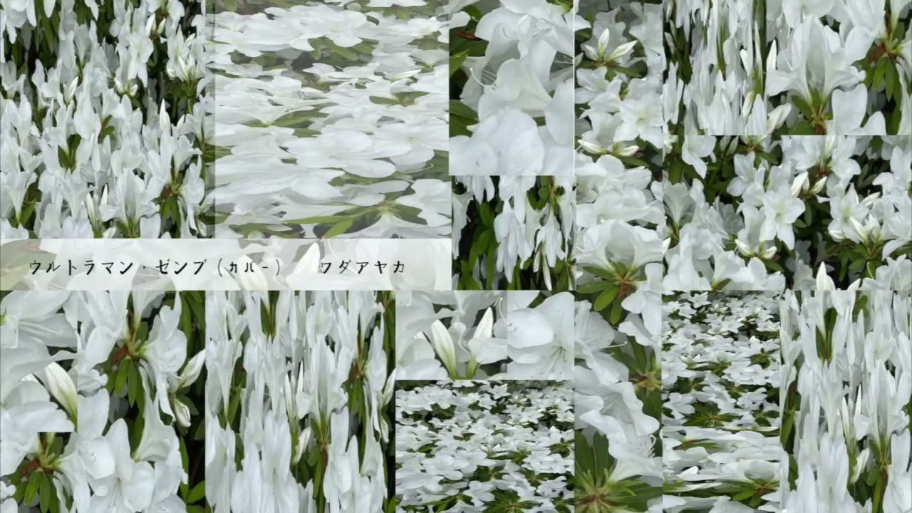 【和田彩花】ウルトラマン・ゼンブ（cover）