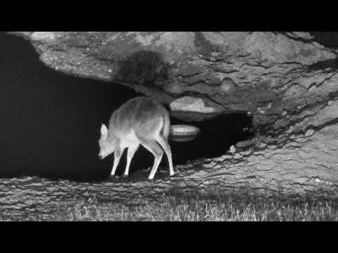 Djuma: Duiker male gets a drink - 19:41 - 09/09/18