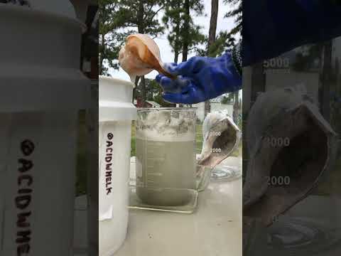Acid dipped whelk #shell 012 #beach #shellcollector #shells #acid #yeahsciencebeach #cool