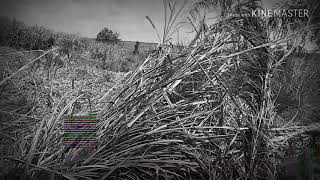 Download lagu Story WA mp3