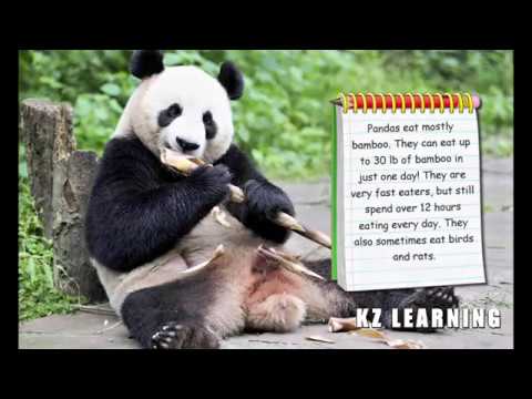 Know All About Pandas - KZ Learning for Kids