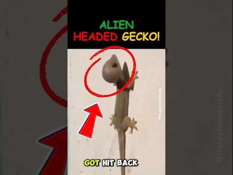 Gecko With Alien Heads #sigma #short #sigmabrothers #funnyanimals #sigmarule