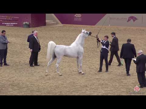 N 200 NABEEL AL RAYYAN   10th Qatar International Arabian Peninsula Horse Show 2020   7+ Years Old