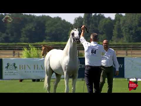N.64 SA A AL ZAHIR - Chantilly 2018 AHO World Cup - 4 Years Old and Older Stallions (Class 9A)