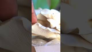 When is it the right time to harvest oyster mushroom?  #turnipvegan #checkthevibes #mushroomsvibes