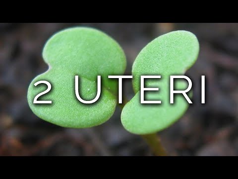 1167-IT Gioia, 2 UTERI - Ipnosi Esoterica ∞ Lucio Carsi