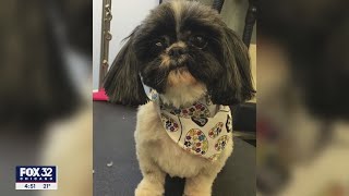 Chicago dog starring in new HBO series 'Somebody Somewhere'