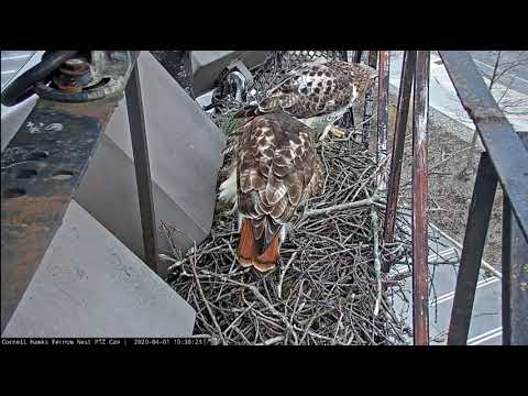 Big Red Takes Over Eggs from Arthur | Cornell Hawk Cam #CornellHawks