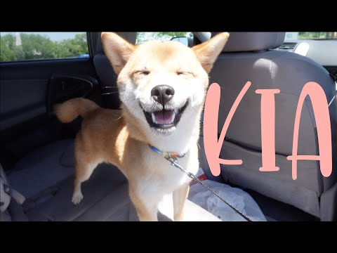 Meet Our Shiba Inu Kia