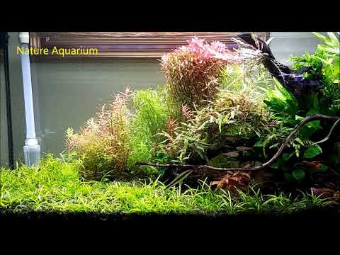 Nature Aquarium Cinematic