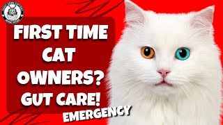 Emergency Maine Coon Cats Gut Health Problems - Coccidia