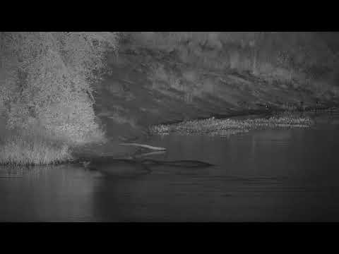 Djuma: Hippos and Blacksmith Lapwings (no audio) - 01:00 - 02/10/21