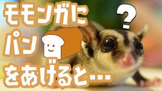 フクロモモンガにパンをあげてみた？