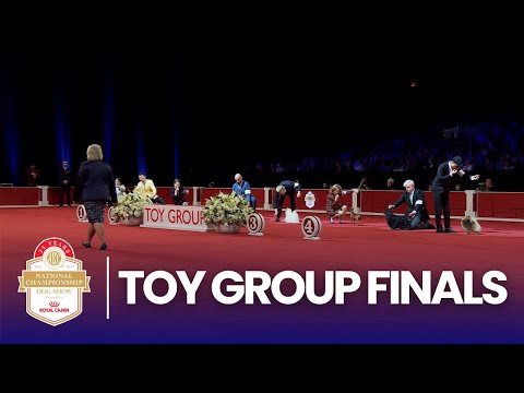 Toy Group Finals | 2025 AKC National Championship Presented by Royal Canin