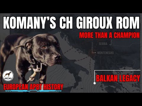 The Story of KOMANY’S CH GIROUX ROM | The Game Dog That Defined Balkan APBT History