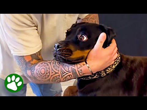 Dogs' priceless reactions at the chiropractor