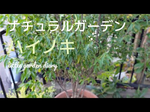 園芸 ブルーウッドアスター、ハートリーブアスター