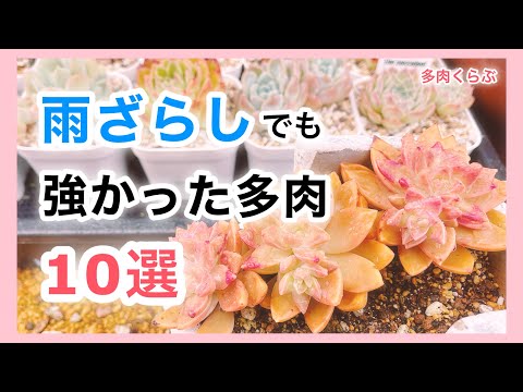 耐寒性屋外多肉植物 寒さに負けない5品種  庭園