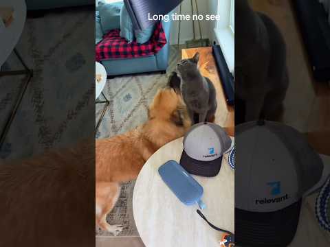 Cats 🐈 vs dogs 🐕  best frienemy