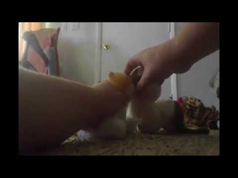 The Woodpile Cat King Part 2 - Crowley