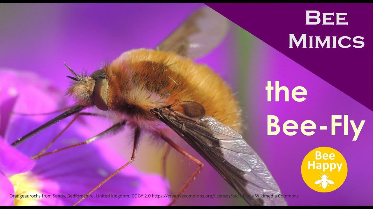 Bee Fly  Bee Mimics