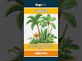 tropical (adjective) - definition and usage in English