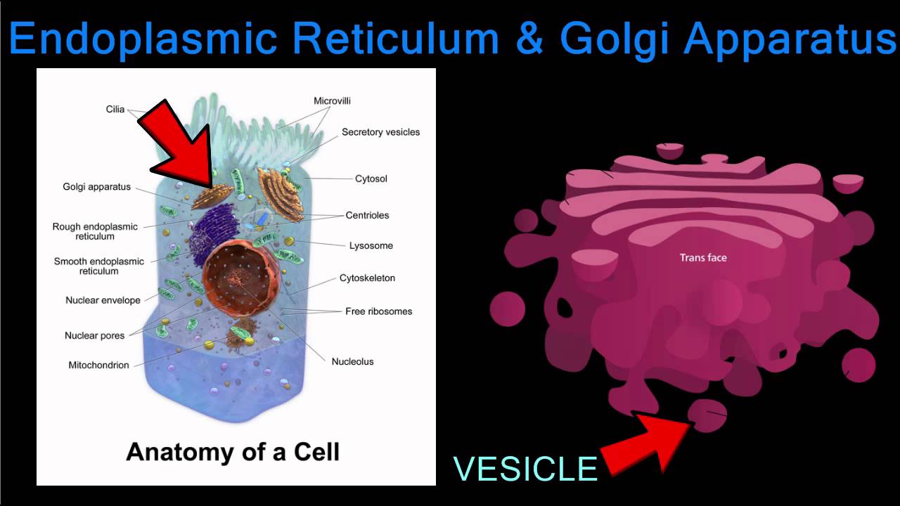 The City’s Factory and Packaging Plant – The Endoplasmic Reticulum and Golgi Apparatus - YouTube