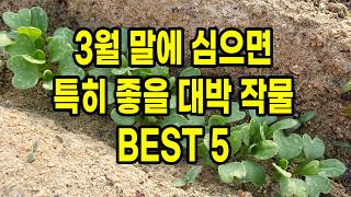 3월 말에 심으면 특히 좋은 대박 작물 BEST 5