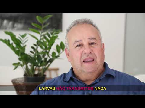 Você sabe o que fazer quando encontrar larvas do Aedes aegypti?