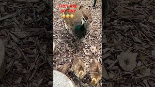 PEAHEN CALL!!!! 😳😳😳#peacock #nature #birds #wildlife #shorts #shortvideo #viral