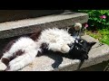 TUXEDO CAT Wants To Play With Me Meowing So Cute