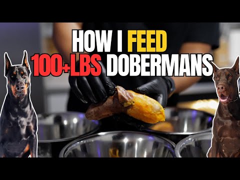 Raw Feeding 100+ Pound DOBERMANS