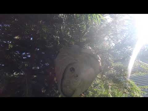 Up Close and Personal with Bald-Faced Hornets in Eatontown, NJ