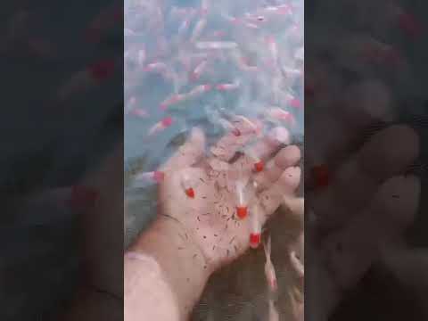 piscicultura Bianco Paicandu PR