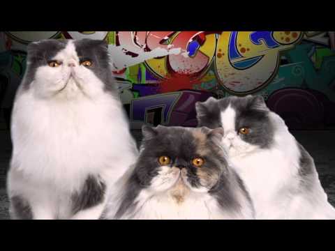 Cat's Music Video 
